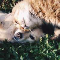 Top Benefits Of Having Pets That You Didn’t Know About