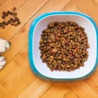 Useful Guide On Providing Your Pet With Proper Nutrients