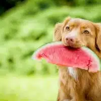 Fruits That Your Dog Should Have In Its Diet