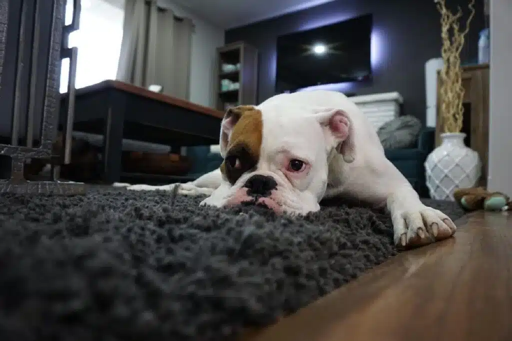 Tips For Pet-Friendly Rug Decorating