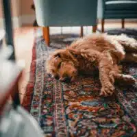 Tips For Pet-Friendly Rug Decorating