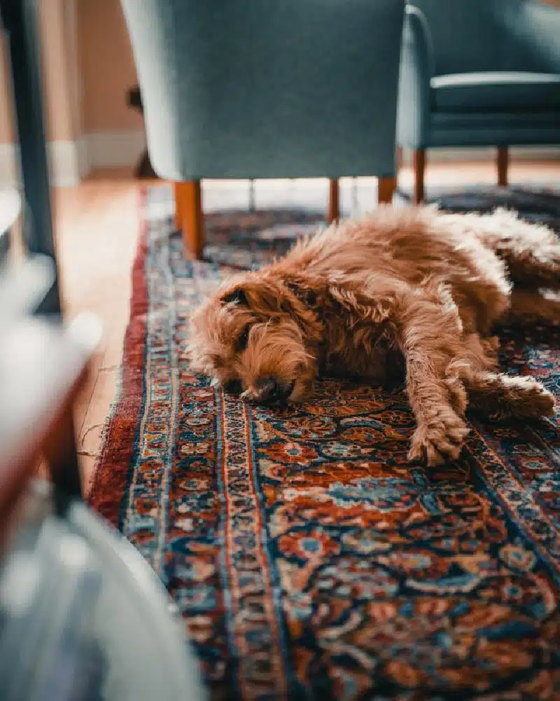 Tips For Pet-Friendly Rug Decorating