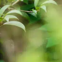 Tips to Make a Home Eco-Friendly