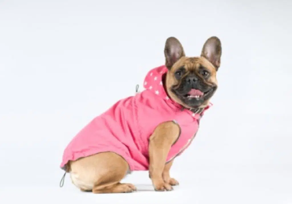 Best Clothing Options For Frenchie Bull Dog