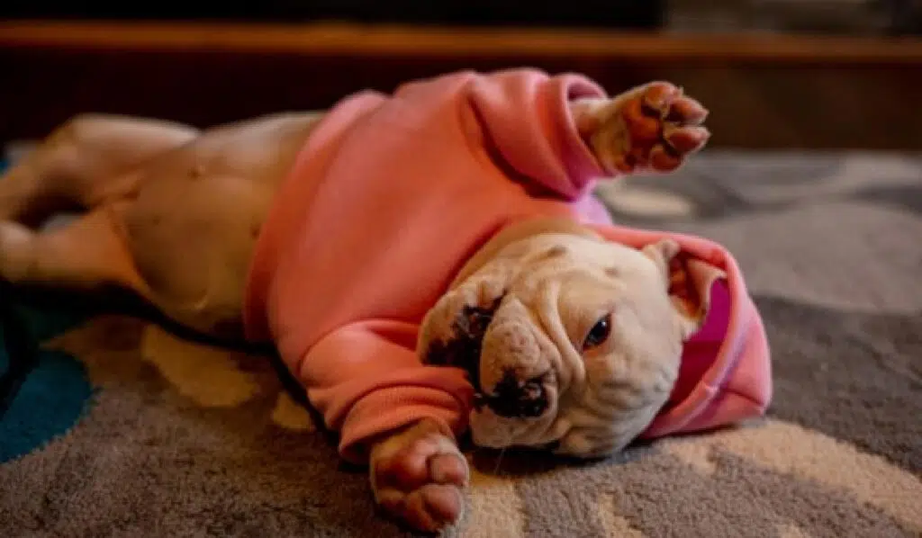 Best Clothing Options For Frenchie Bull Dog