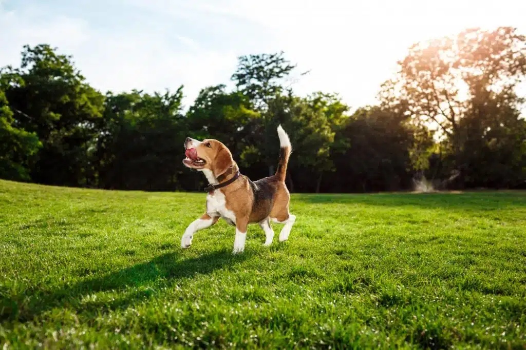 Down At The Barkyard: Dog-Friendly Backyard Ideas