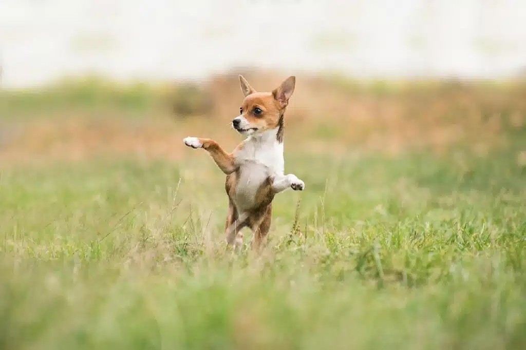 Down At The Barkyard: Dog-Friendly Backyard Ideas