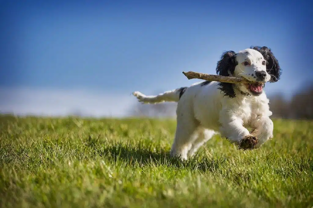 Down At The Barkyard: Dog-Friendly Backyard Ideas