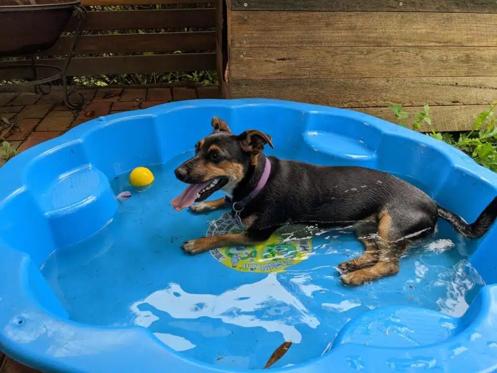 Down At The Barkyard: Dog-Friendly Backyard Ideas