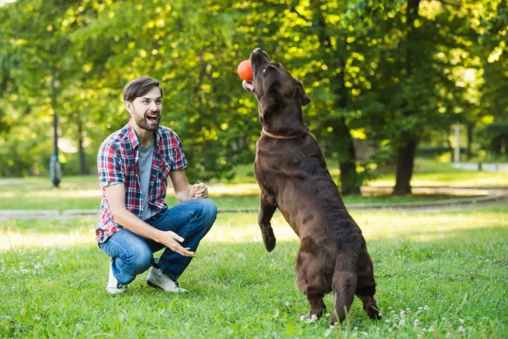 Down At The Barkyard: Dog-Friendly Backyard Ideas