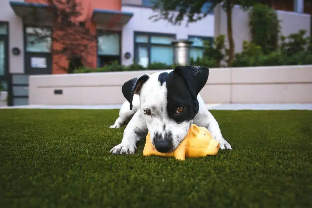 Down At The Barkyard: Dog-Friendly Backyard Ideas