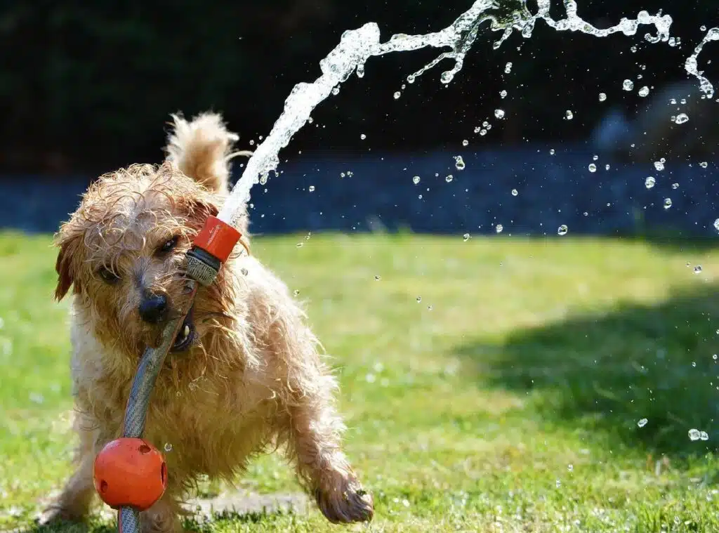 Down At The Barkyard: Dog-Friendly Backyard Ideas