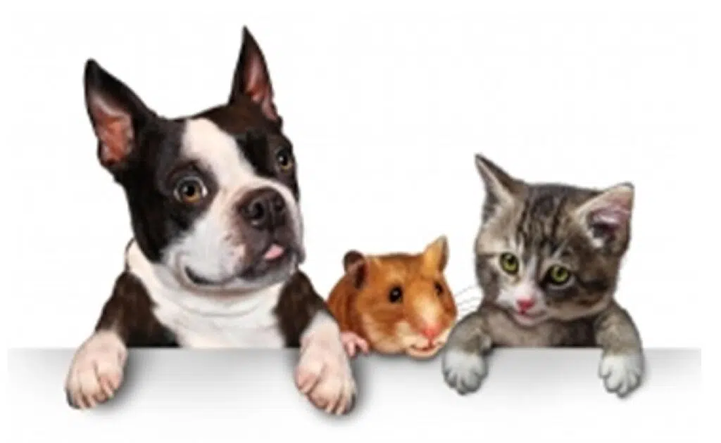Four Essential Home Improvements For Pet-Owners