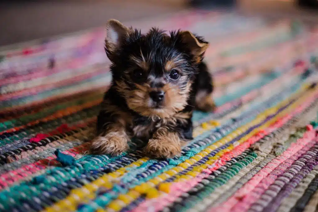 Useful Tips On Getting Your Adopted Dog Accustomed To A New Life