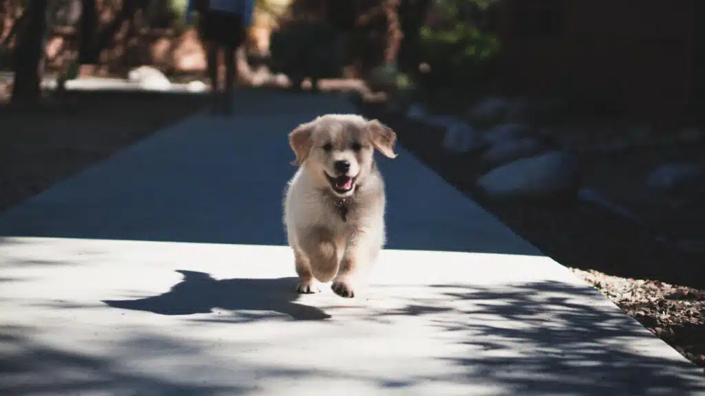 Useful Tips On Getting Your Adopted Dog Accustomed To A New Life