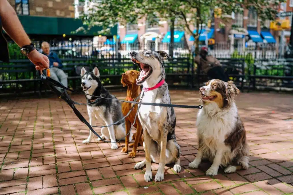 6 Interesting Things People Can Do For Their Pets 