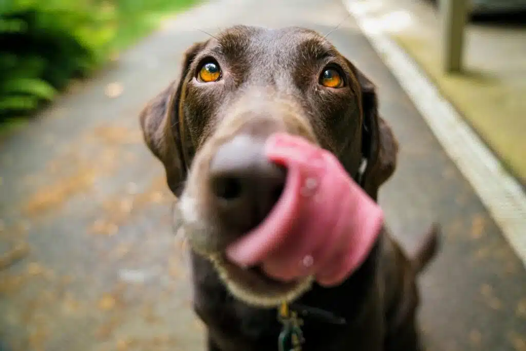 6 Interesting Things People Can Do For Their Pets
