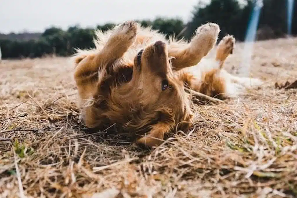 What Are The Symptoms Of Ringworm In Dogs?