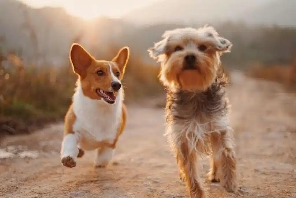 What Are The Symptoms Of Ringworm In Dogs?