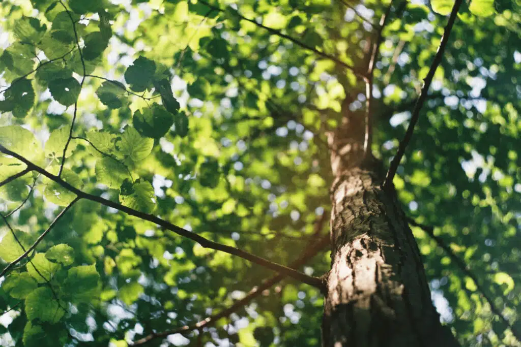 You Love Trees? These Tips Will Help You To Keep Them Healthy