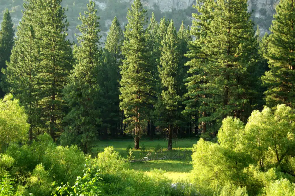 You Love Trees? These Tips Will Help You To Keep Them Healthy