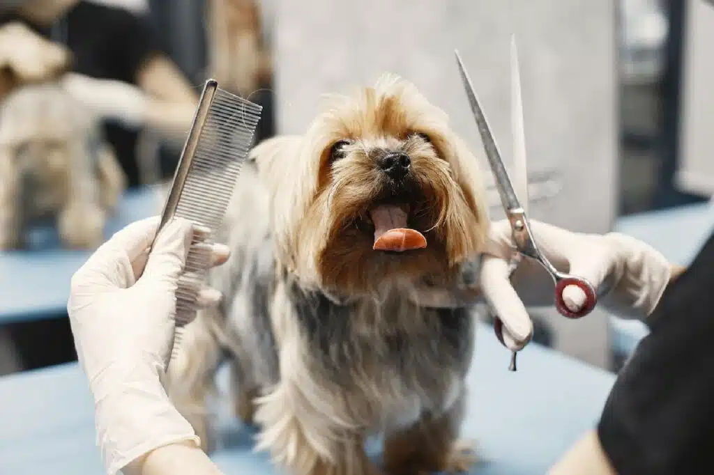 6 Grooming Tips For Your Furry Friend