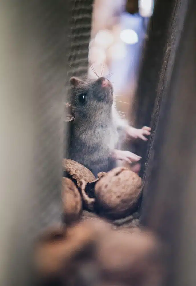 Practical Advice To Keep Your Home Rodent-Free This Winter