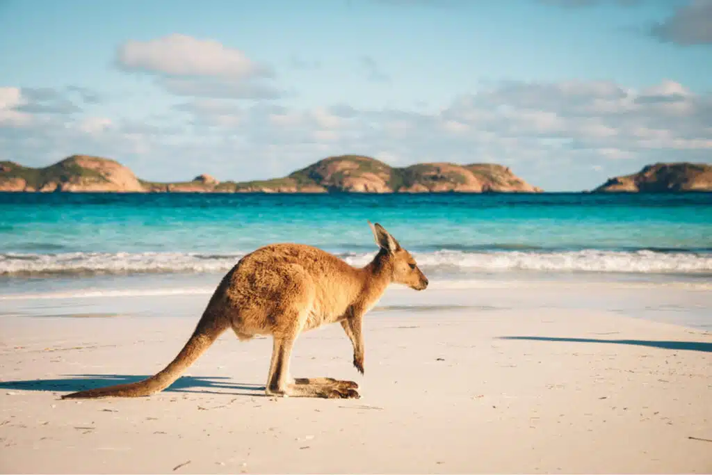 The Australian Journey A Land Of Wildlife And Pokies
