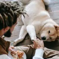 10 Healthy Snacks For Your Dog