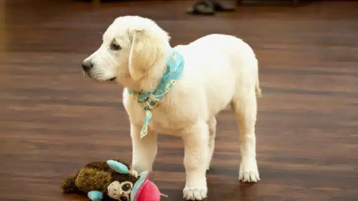 10 Healthy Snacks For Your Dog