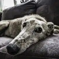 Pet Friendly Rentals: How To Travel With Fido