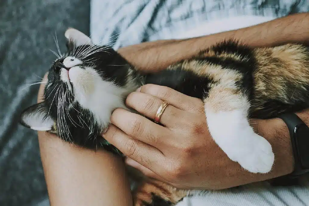 Top Reasons To Adopt A Rescue Pet