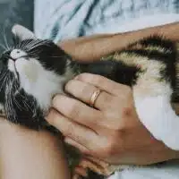 Top Reasons To Adopt A Rescue Pet