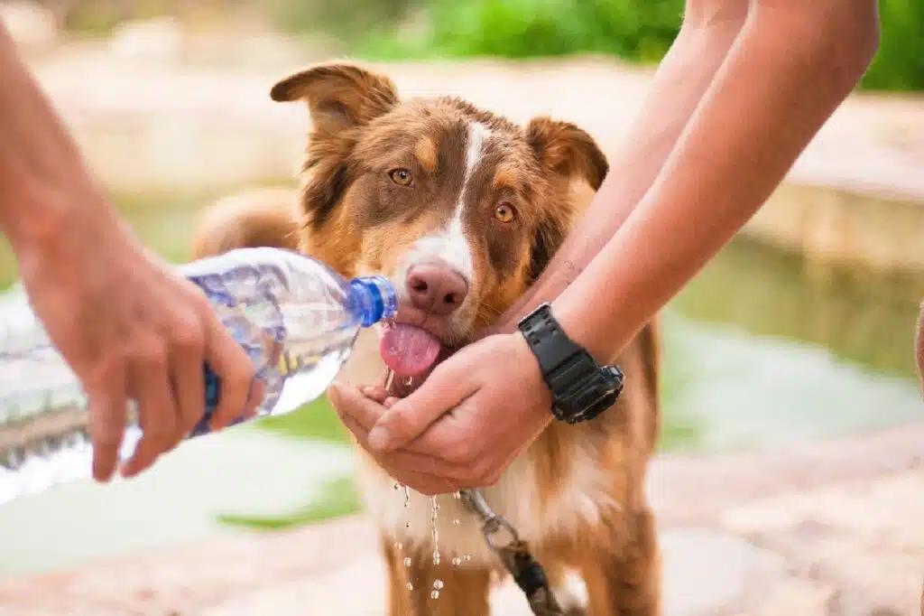 Top Reasons To Adopt A Rescue Pet