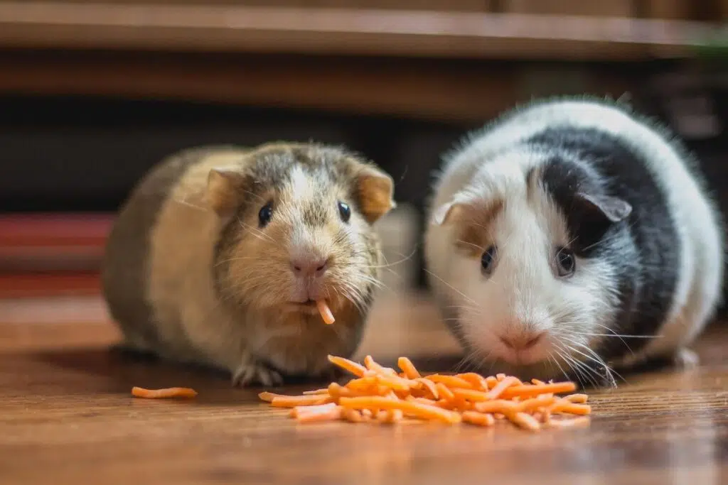 How To Take Proper Care Of Your Furry Pet