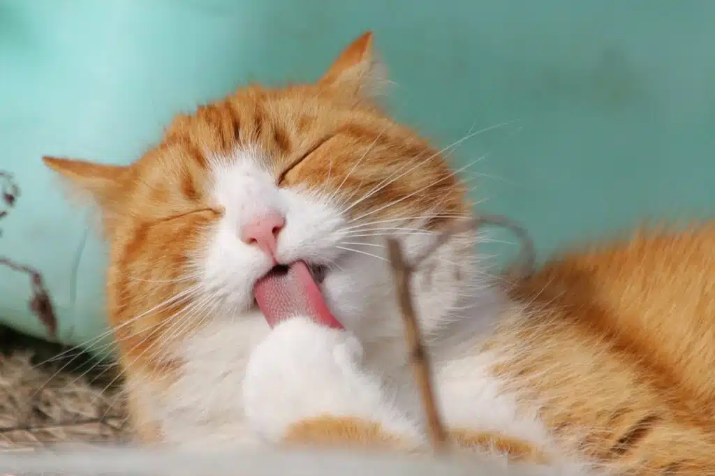 Why Having A Cat In Your Family Is A Great Idea