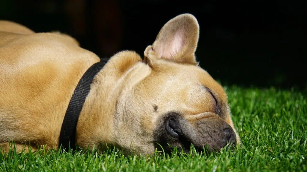 Benefits Of Using Artificial Grass For Dogs