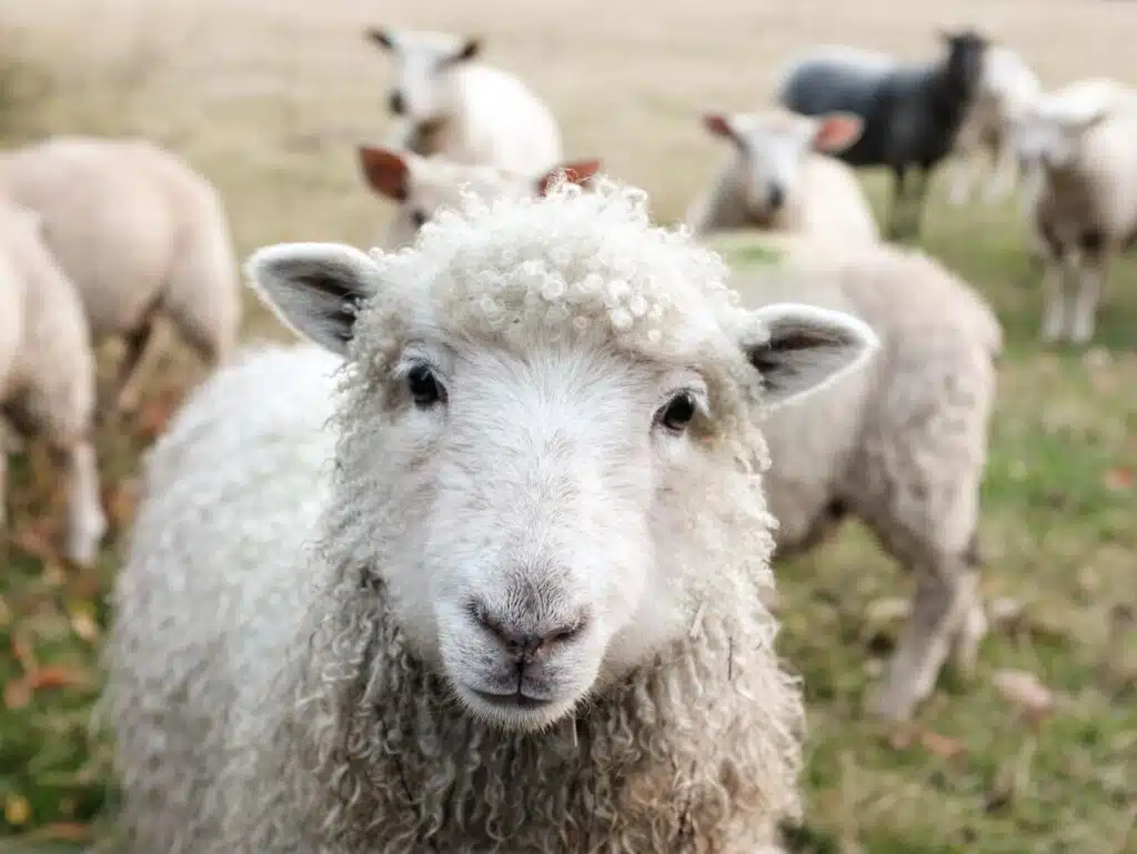 How To Take Care Properly Of Domestic Animals?