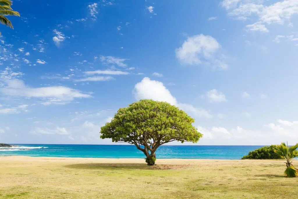 7 Types Of Trees That Are Harmful To Pets