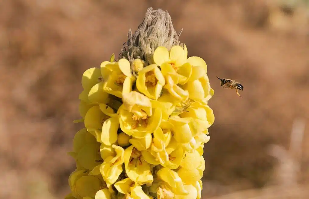 Health Benefits Of Mullein Supplements: Increased Lung Capacity And More