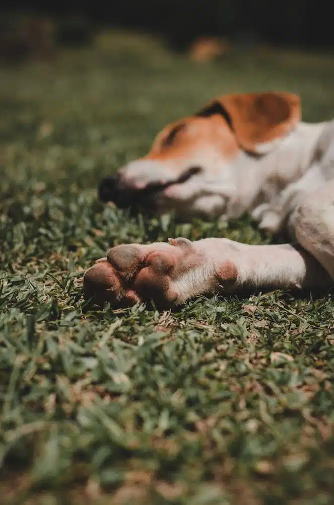 How To Care For Your Dog's Cracked And Dry Paws