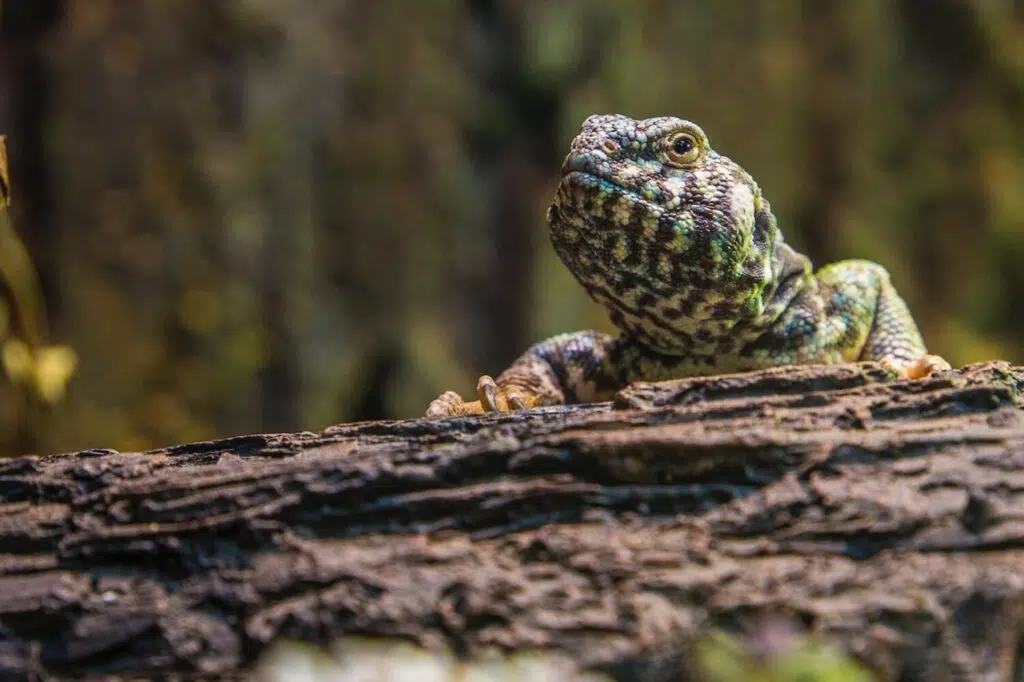 Buying A Pet Reptile For Your Child? Here&rsquo;s What You Need To Know
