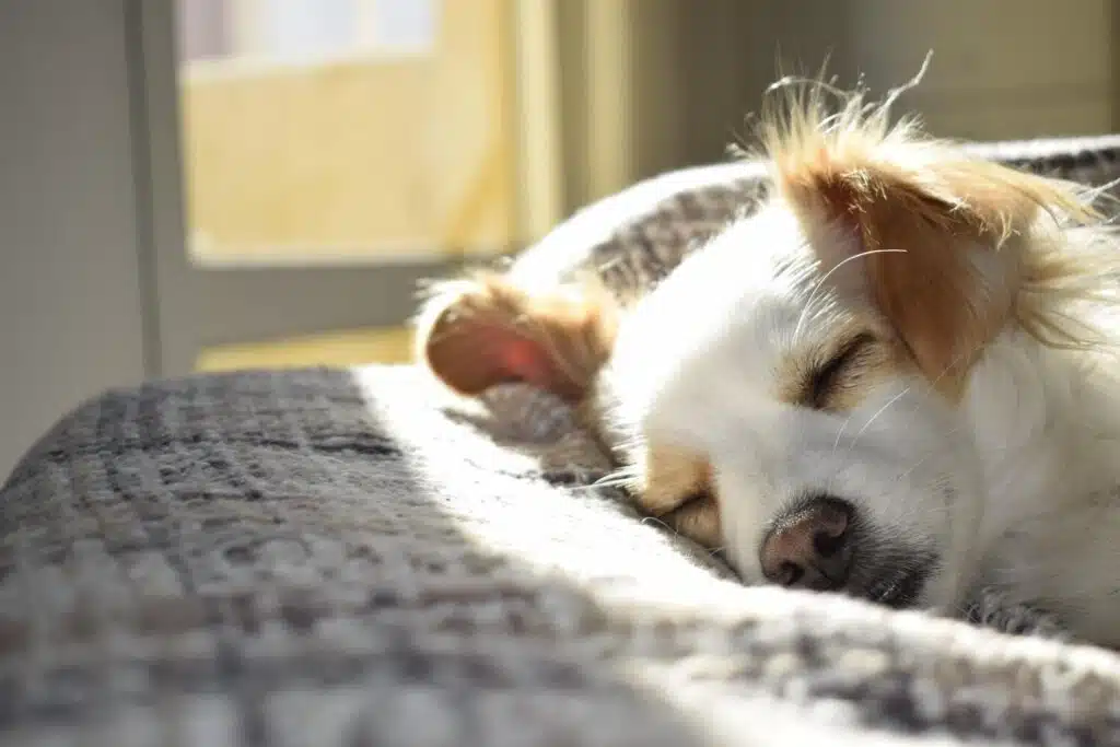 What Foods Should I Feed My Dog To Help Him Gain Weight?
