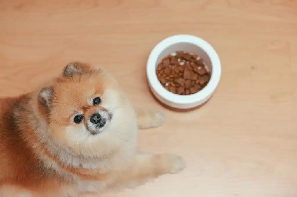 What Foods Should I Feed My Dog To Help Him Gain Weight?