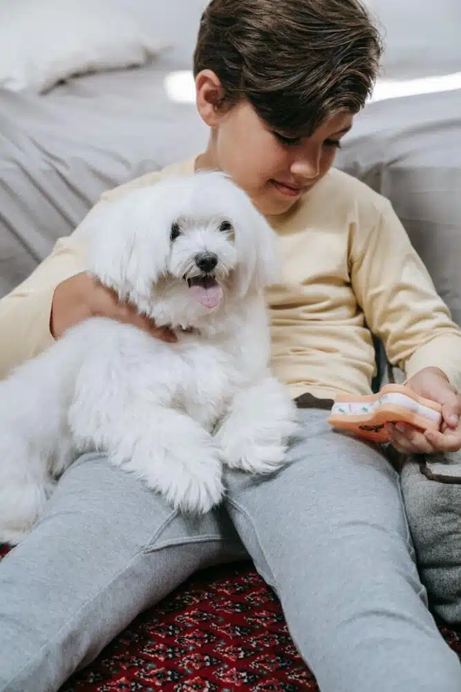 Why Choose From Maltese Puppies For Sale In Brooklyn?