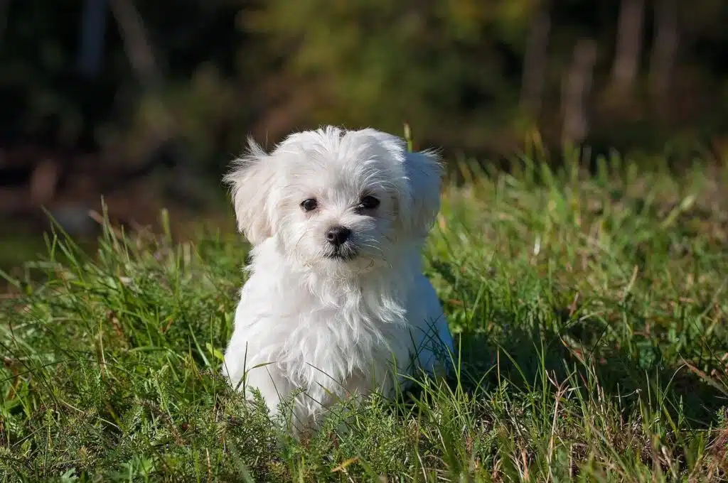 Why Choose From Maltese Puppies For Sale In Brooklyn?
