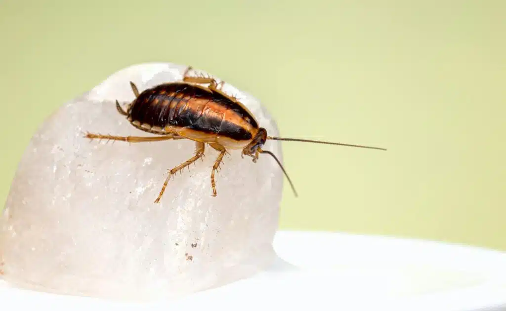 Having Pest Problems? Here Are Some Helpful Tips