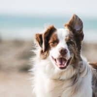 Ensuring Your Dog's Safety: 7 Tips To Prevent Escapes
