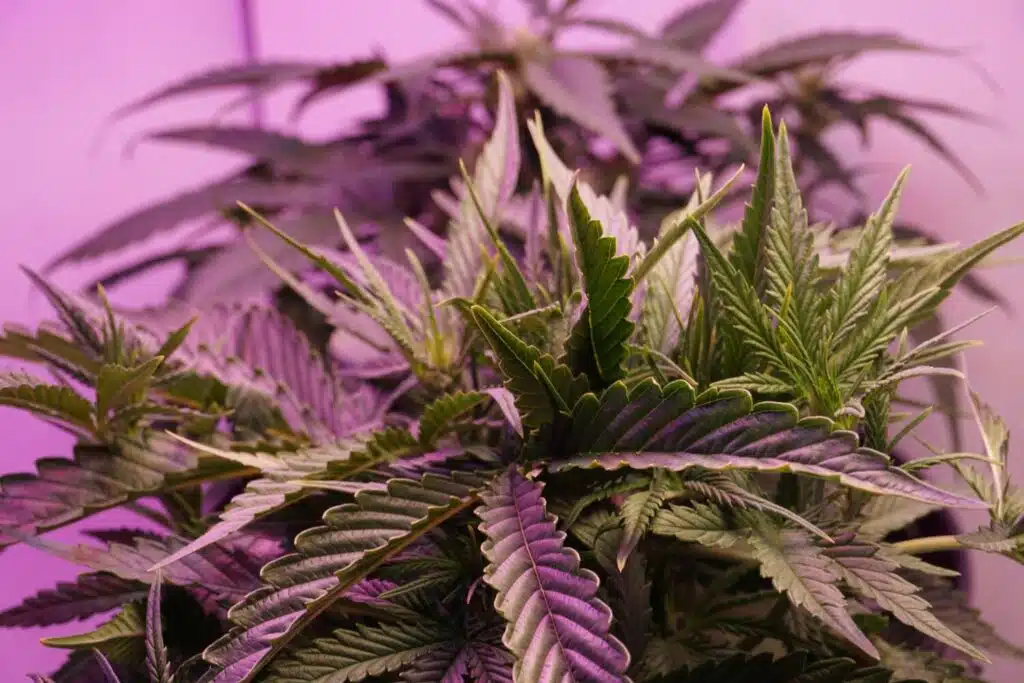 7 Tips To Know Which Weed Delivery Service Is The Best In Your Area