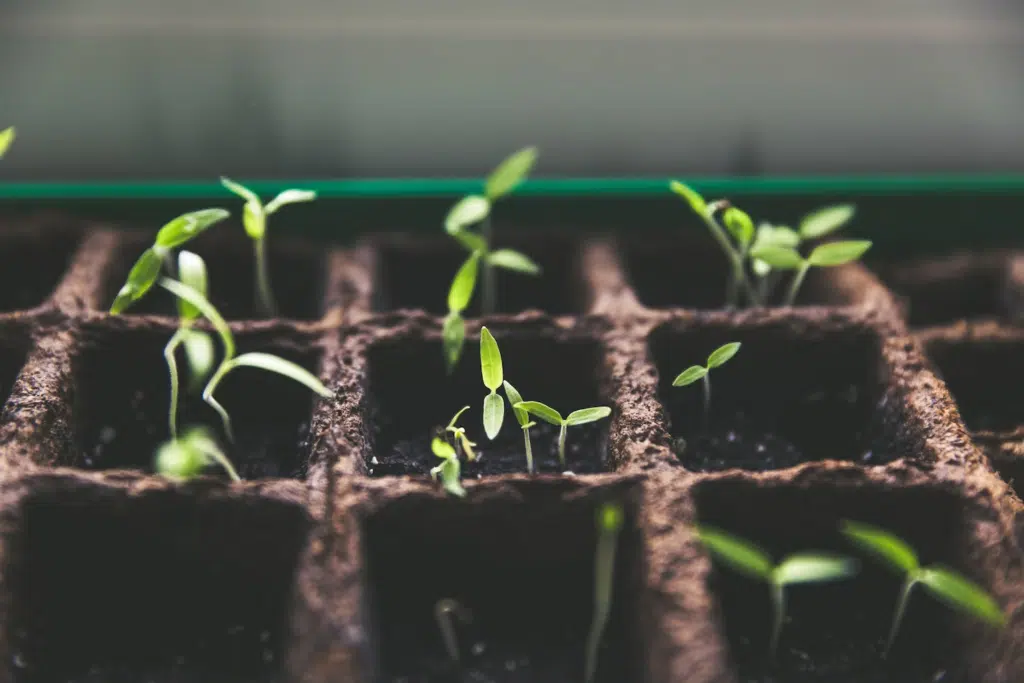 7 Tips to Help You Take Better Care Of Your Garden